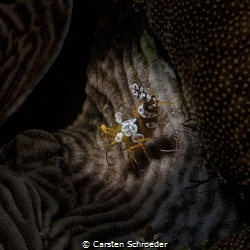 Harlekin  Beauty Shot by Nikon D200 by Carsten Schroeder 